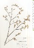  ( - TW021018)  @11 [ ] Copyright (2021) Unspecified Forestry and Forest Products Research Institute