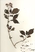  ( - TW021033)  @11 [ ] Copyright (2021) Unspecified Forestry and Forest Products Research Institute