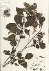  ( - TW021035)  @11 [ ] Copyright (2021) Unspecified Forestry and Forest Products Research Institute