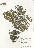  ( - TW021041)  @11 [ ] Copyright (2021) Unspecified Forestry and Forest Products Research Institute