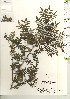  ( - TW021105)  @11 [ ] Copyright (2021) Unspecified Forestry and Forest Products Research Institute