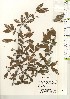  (Elaeagnus epitricha - TW021108)  @11 [ ] Copyright (2021) Unspecified Forestry and Forest Products Research Institute