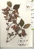  ( - TW021113)  @11 [ ] Copyright (2021) Unspecified Forestry and Forest Products Research Institute