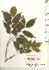  ( - TW021115)  @11 [ ] Copyright (2021) Unspecified Forestry and Forest Products Research Institute
