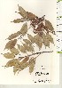  ( - TW021121)  @11 [ ] Copyright (2021) Unspecified Forestry and Forest Products Research Institute