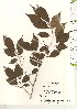  ( - TW021123)  @11 [ ] Copyright (2021) Unspecified Forestry and Forest Products Research Institute