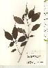  ( - TW021124)  @11 [ ] Copyright (2021) Unspecified Forestry and Forest Products Research Institute