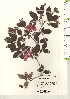  ( - TW021126)  @11 [ ] Copyright (2021) Unspecified Forestry and Forest Products Research Institute