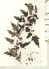  ( - TW021127)  @11 [ ] Copyright (2021) Unspecified Forestry and Forest Products Research Institute