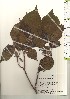  ( - TW021130)  @11 [ ] Copyright (2021) Unspecified Forestry and Forest Products Research Institute