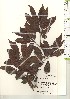  ( - TW021138)  @11 [ ] Copyright (2021) Unspecified Forestry and Forest Products Research Institute