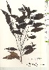 ( - TW021146)  @11 [ ] Copyright (2021) Unspecified Forestry and Forest Products Research Institute