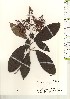  ( - TW021149)  @11 [ ] Copyright (2021) Unspecified Forestry and Forest Products Research Institute