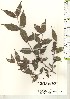  ( - TW021151)  @11 [ ] Copyright (2021) Unspecified Forestry and Forest Products Research Institute