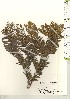  ( - TW021154)  @11 [ ] Copyright (2021) Unspecified Forestry and Forest Products Research Institute