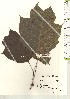  ( - TW021160)  @11 [ ] Copyright (2021) Unspecified Forestry and Forest Products Research Institute