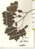  ( - TW021163)  @11 [ ] Copyright (2021) Unspecified Forestry and Forest Products Research Institute