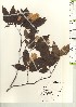  ( - TW021167)  @11 [ ] Copyright (2021) Unspecified Forestry and Forest Products Research Institute