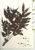  ( - TW021177)  @11 [ ] Copyright (2021) Unspecified Forestry and Forest Products Research Institute