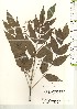  ( - TW021178)  @11 [ ] Copyright (2021) Unspecified Forestry and Forest Products Research Institute