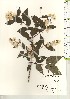  ( - TW021180)  @11 [ ] Copyright (2021) Unspecified Forestry and Forest Products Research Institute