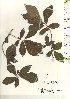  ( - TW021188)  @11 [ ] Copyright (2021) Unspecified Forestry and Forest Products Research Institute