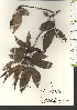  ( - TW021189)  @11 [ ] Copyright (2021) Unspecified Forestry and Forest Products Research Institute
