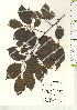  ( - TW021192)  @11 [ ] Copyright (2021) Unspecified Forestry and Forest Products Research Institute