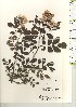  ( - TW021194)  @11 [ ] Copyright (2021) Unspecified Forestry and Forest Products Research Institute