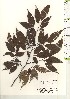  ( - TW021197)  @11 [ ] Copyright (2021) Unspecified Forestry and Forest Products Research Institute