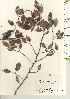  ( - TW021206)  @11 [ ] Copyright (2021) Unspecified Forestry and Forest Products Research Institute