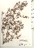  (Rhododendron tosaense - TW021207)  @11 [ ] Copyright (2021) Unspecified Forestry and Forest Products Research Institute