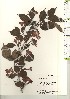  ( - TW021208)  @11 [ ] Copyright (2021) Unspecified Forestry and Forest Products Research Institute