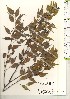  ( - TW021211)  @11 [ ] Copyright (2021) Unspecified Forestry and Forest Products Research Institute