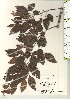  ( - TW021212)  @11 [ ] Copyright (2021) Unspecified Forestry and Forest Products Research Institute