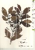  ( - TW021228)  @11 [ ] Copyright (2021) Unspecified Forestry and Forest Products Research Institute