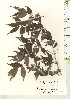  ( - TW021231)  @11 [ ] Copyright (2021) Unspecified Forestry and Forest Products Research Institute