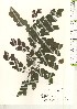  ( - TW021233)  @11 [ ] Copyright (2021) Unspecified Forestry and Forest Products Research Institute