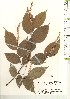  ( - TW021235)  @11 [ ] Copyright (2021) Unspecified Forestry and Forest Products Research Institute