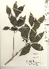 ( - TW021264)  @11 [ ] Copyright (2021) Unspecified Forestry and Forest Products Research Institute