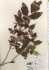  ( - TW021301)  @11 [ ] Copyright (2021) Unspecified Forestry and Forest Products Research Institute