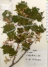  ( - TW021312)  @11 [ ] Copyright (2021) Unspecified Forestry and Forest Products Research Institute