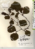  ( - TW021328)  @11 [ ] Copyright (2021) Unspecified Forestry and Forest Products Research Institute