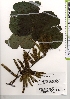 ( - TW021338)  @11 [ ] Copyright (2021) Unspecified Forestry and Forest Products Research Institute