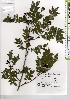  ( - TW021339)  @11 [ ] Copyright (2021) Unspecified Forestry and Forest Products Research Institute
