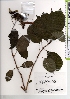  ( - TW021342)  @11 [ ] Copyright (2021) Unspecified Forestry and Forest Products Research Institute