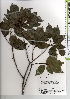  ( - TW021347)  @11 [ ] Copyright (2021) Unspecified Forestry and Forest Products Research Institute