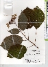  ( - TW021357)  @11 [ ] Copyright (2021) Unspecified Forestry and Forest Products Research Institute