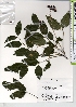  ( - TW021373)  @11 [ ] Copyright (2021) Unspecified Forestry and Forest Products Research Institute