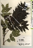  ( - TW021382)  @11 [ ] Copyright (2021) Unspecified Forestry and Forest Products Research Institute